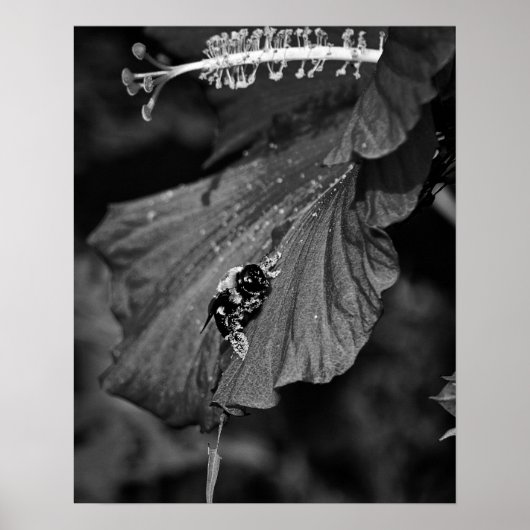 Poster Abeille glissante (Devant)