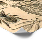Poster Abeille Insecte Bug Guêpe Histoire Naturelle Abeil (Coin)