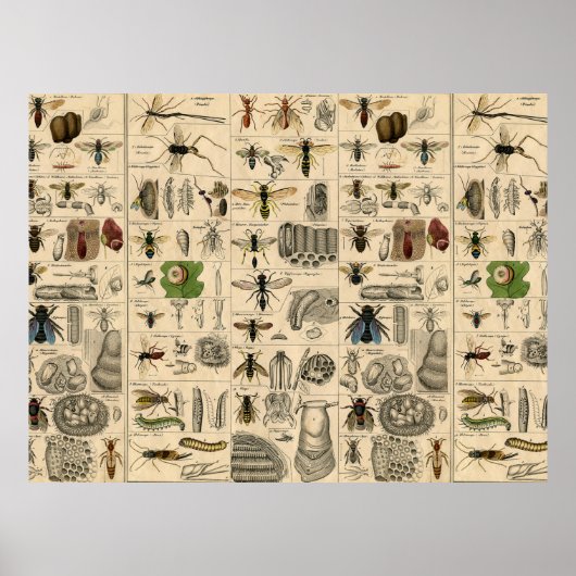Poster Abeille Insecte Bug Guêpe Histoire Naturelle Abeil (Devant)