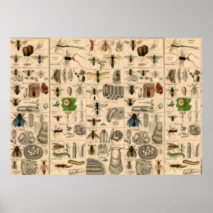 Poster Abeille Insecte Bug Guêpe Histoire Naturelle Abeil