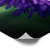 Poster Abeille minuscule sur la fleur marguerite violette (Coin)