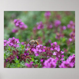 Poster Abeille Recueillant du Nectar