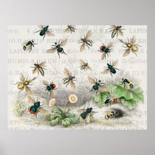 Poster Abeille Reine Entomologie Botanique Vintage