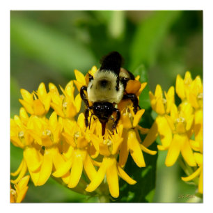 Poster Abeille se régalant de fleurs sauvages d'Asclépiad