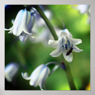 Poster Abeille sur Bluebell Flower Close Up