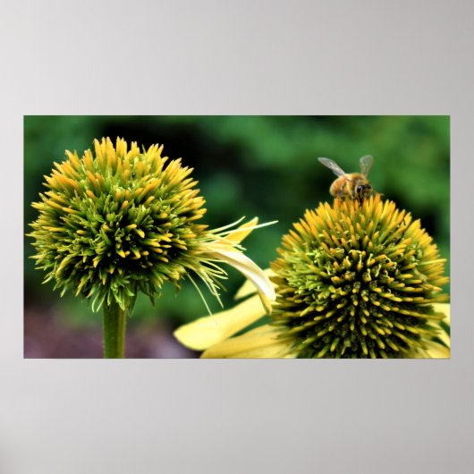 Poster Abeille sur coneflower (Devant)