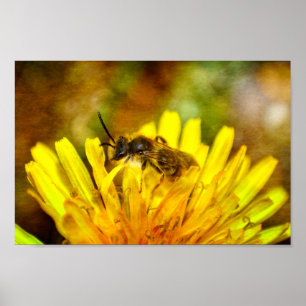Poster Abeille sur fleur