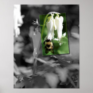 Poster Abeille sur fleur d'aquilegie en couleur partielle