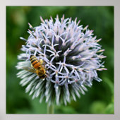 Poster Abeille sur fleur d'Echinops (Devant)