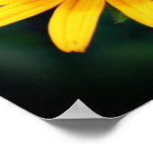 Poster Abeille Sur Fleur Susan À Oeil Noir (Coin)