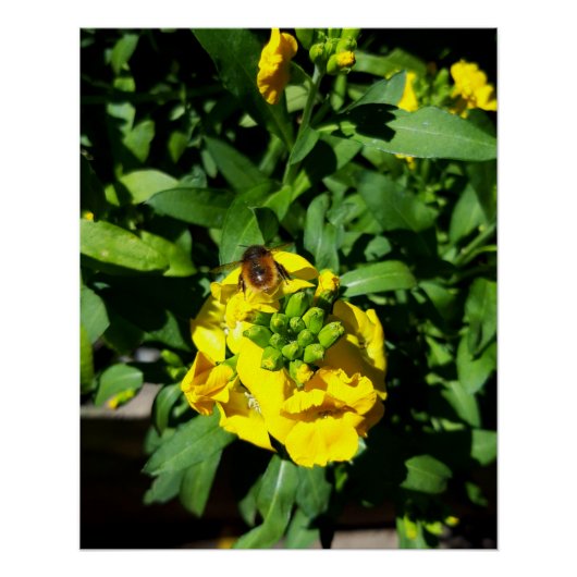 Poster Abeille sur Fleurs Jaunes (Devant)