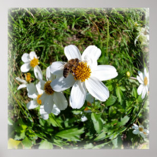 Poster abeille sur la fleur blanche
