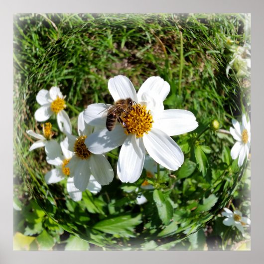 Poster abeille sur la fleur blanche (Devant)