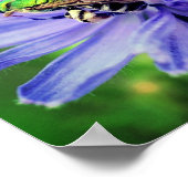 Poster Abeille sur la fleur chicorée (Coin)