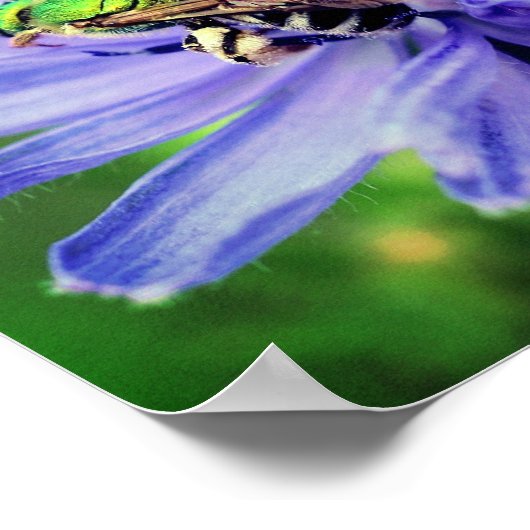 Poster Abeille sur la fleur chicorée (Coin)