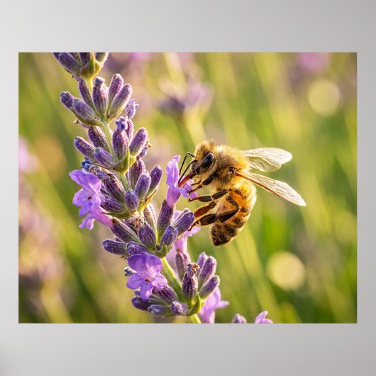 Poster Abeille sur lavande (Devant)