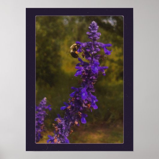 Poster abeille sur lavande  (Devant)