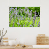 Poster Abeille sur Lavender Summer Floral (Cuisine)