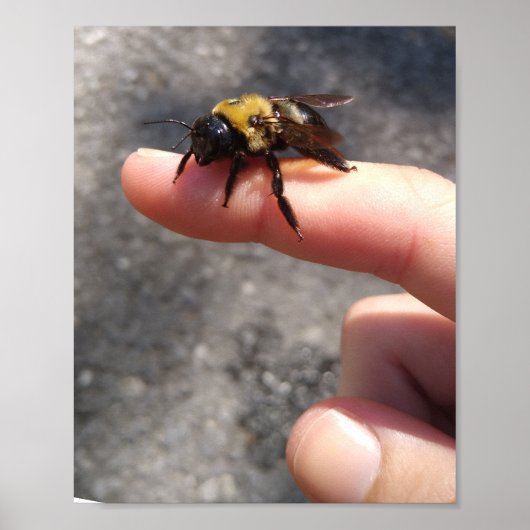 Poster Abeille sur le doigt (Devant)