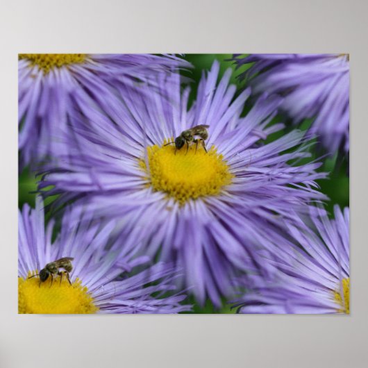 Poster Abeille Sur Les Fleurs Violettes Nature (Devant)