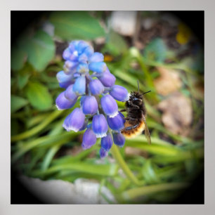 Poster Abeille sur Muscari Armeniacum , Muscari d'Arménie