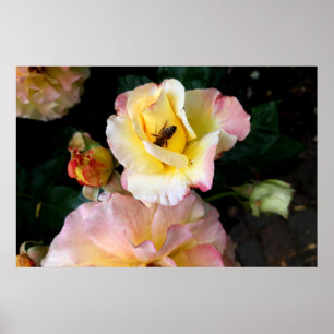 Poster Abeille sur roses rose jaune Fleurs