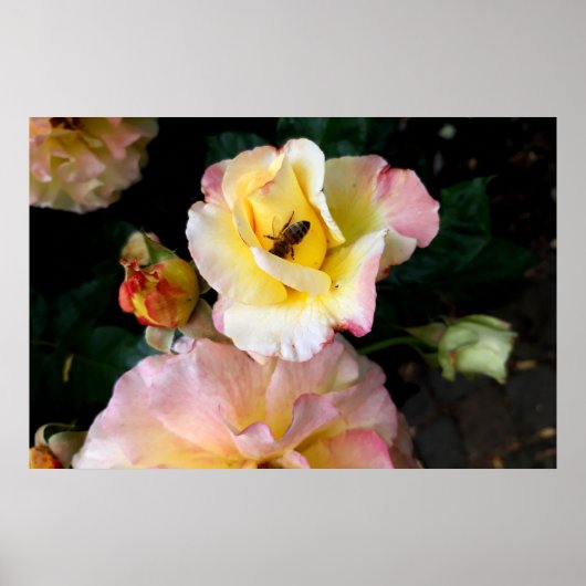 Poster Abeille sur roses rose jaune Fleurs (Devant)