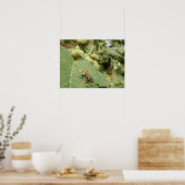 Poster Abeille sur une feuille Hollyhock Imprimer (Cuisine)