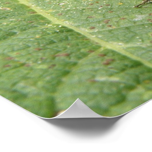 Poster Abeille sur une feuille Hollyhock Imprimer (Coin)