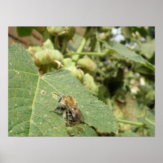 Poster Abeille sur une feuille Hollyhock Imprimer (Devant)