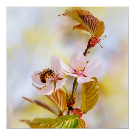 Poster Abeille sur une fleur de cerisier (Devant)