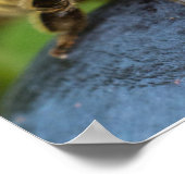 Poster Abeille sur une pierre (Coin)