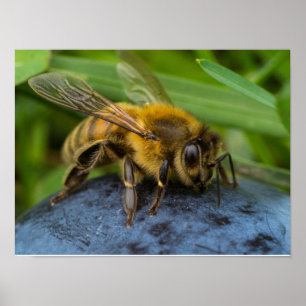 Poster Abeille sur une pierre