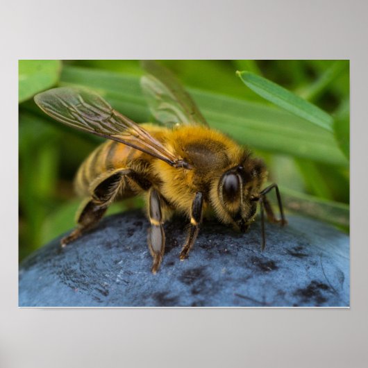 Poster Abeille sur une pierre (Devant)