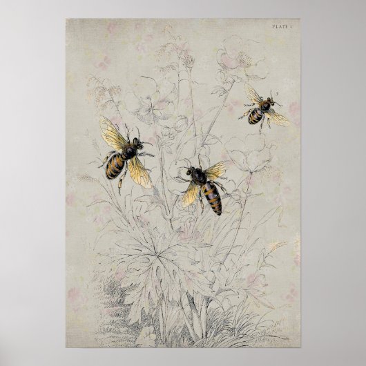 Poster Abeilles (Devant)