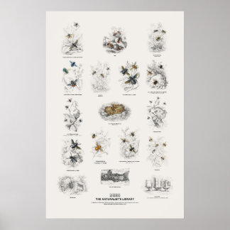 Poster Abeilles - Bibliothèque du naturaliste