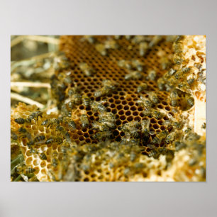 Poster Abeilles Dans La Ruche, Cap Occidental, Afrique Du