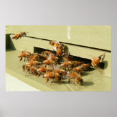 Poster Abeilles de miel (Devant)