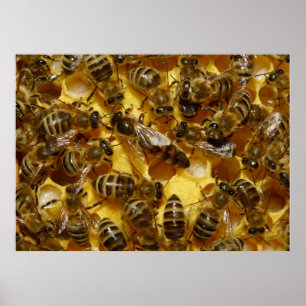 Poster Abeilles de miel en ruche avec reine en milieu