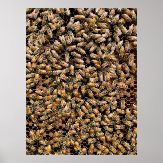 Poster Abeilles de miel sur l'affiche Frame Frame (Devant)