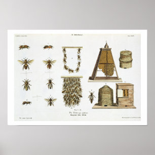 Poster Abeilles et apiculture, "du jeune terrien", p