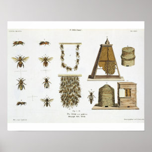 Poster Abeilles et apiculture, "du jeune terrien", p