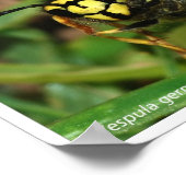 Poster Abeilles et guêpes (Coin)