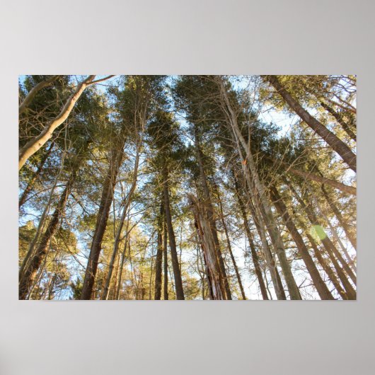 Poster  Above the Trees – Peaceful Nature Landscape (Devant)