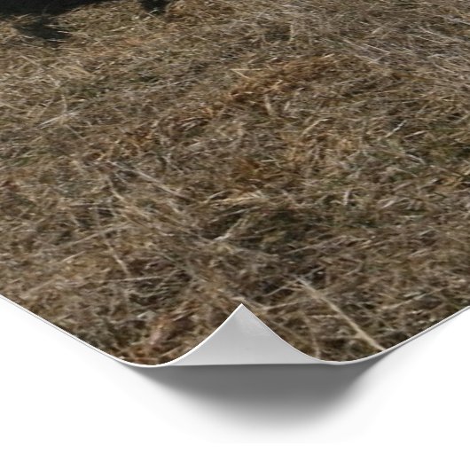 Poster Abrams M1-A1 (Coin)