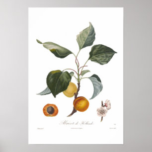 Poster Abricot, Abricot de Hollande