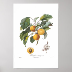 Poster Abricot-Albergia de Montgamet