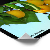 Poster Abricots dans un ciel bleu (Coin)