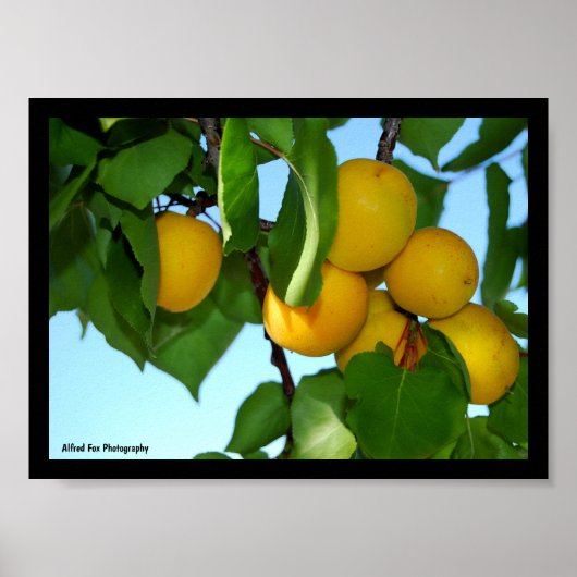 Poster Abricots dans un ciel bleu (Devant)