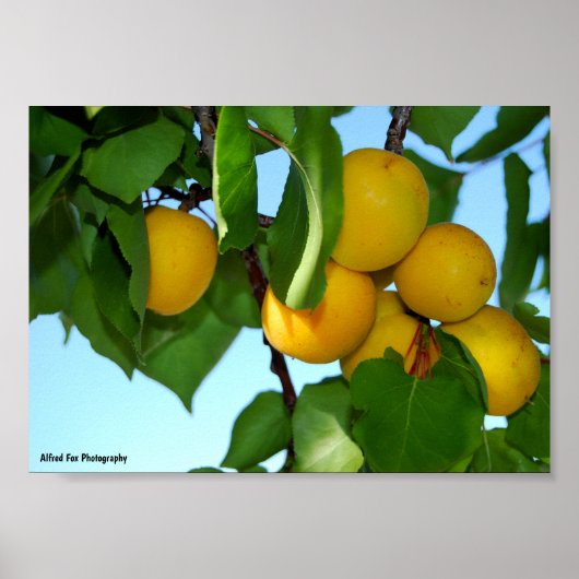 Poster Abricots dans un ciel bleu (Devant)